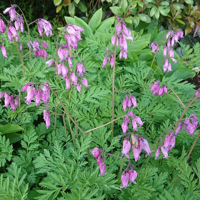 Dicentra formosa Bountiful plante vivace pot couvre-sol rose