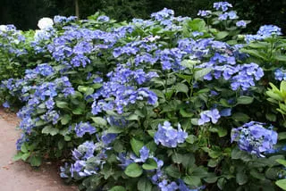 Les Hortensias du Haut Bois Eisvogel hortensia macrophylla plates