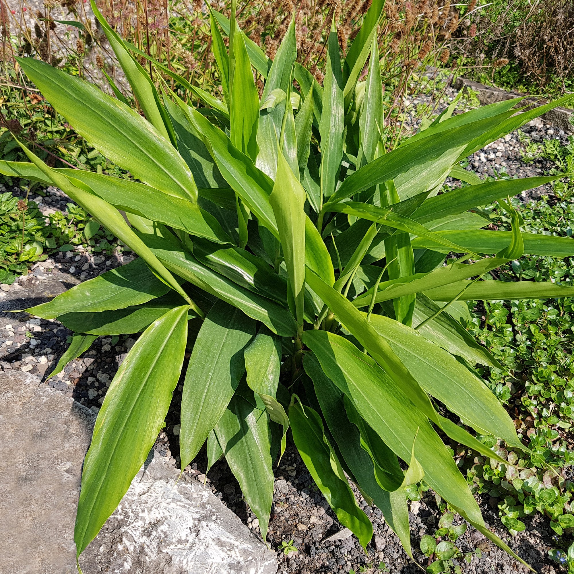 Bakker Grand galanga Alpinia pot Ø11cm 10-15cm aromatique