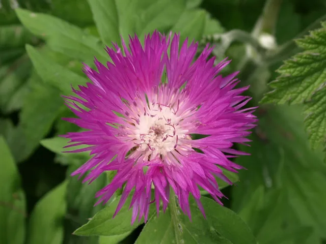 Passion Vivaces Centaurea dealbata plante vivace pot 1 litre rose