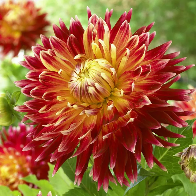 Bakker Dahlia Akita bulbe fleur géante rouge blanc calibre I+
