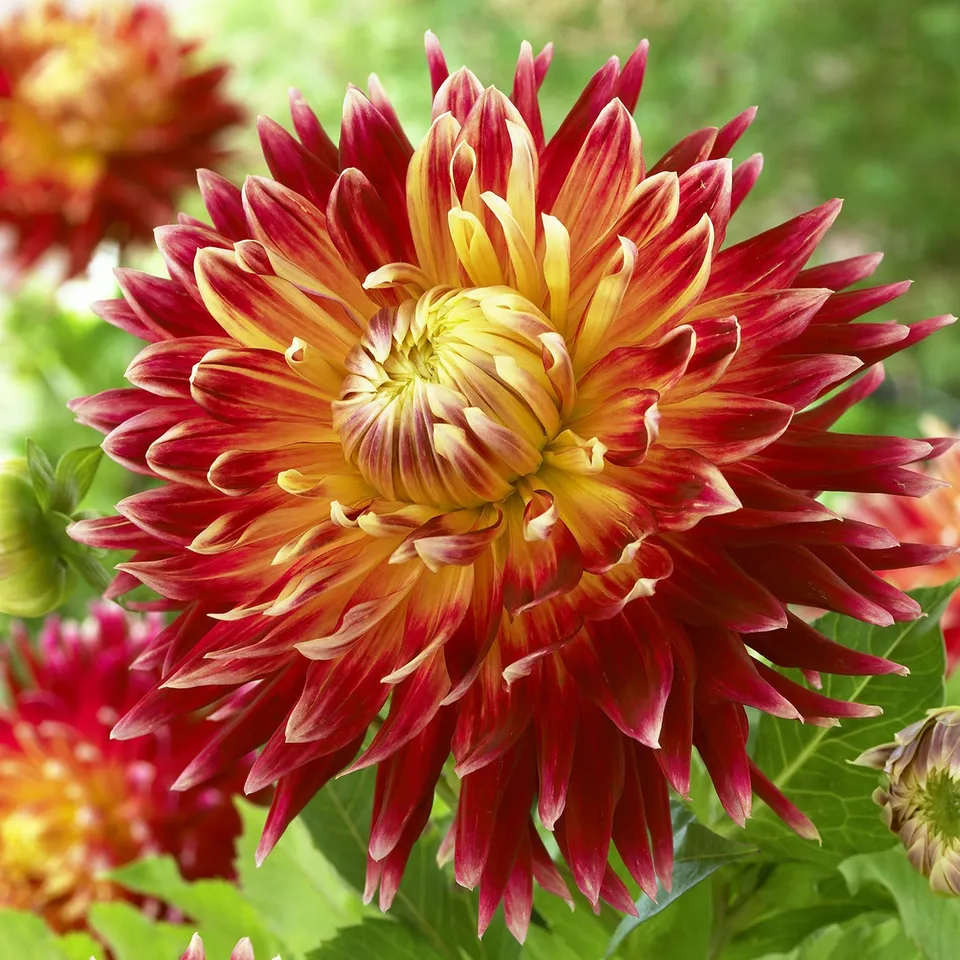 Bakker Dahlia Akita bulbe fleur géante rouge blanc calibre I+
