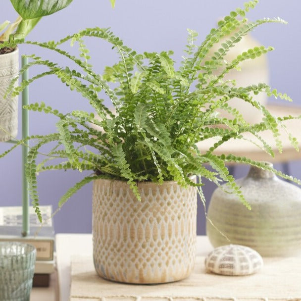Bakker Fougère de Boston Duffi Nephrolepis pot Ø12cm intérieur