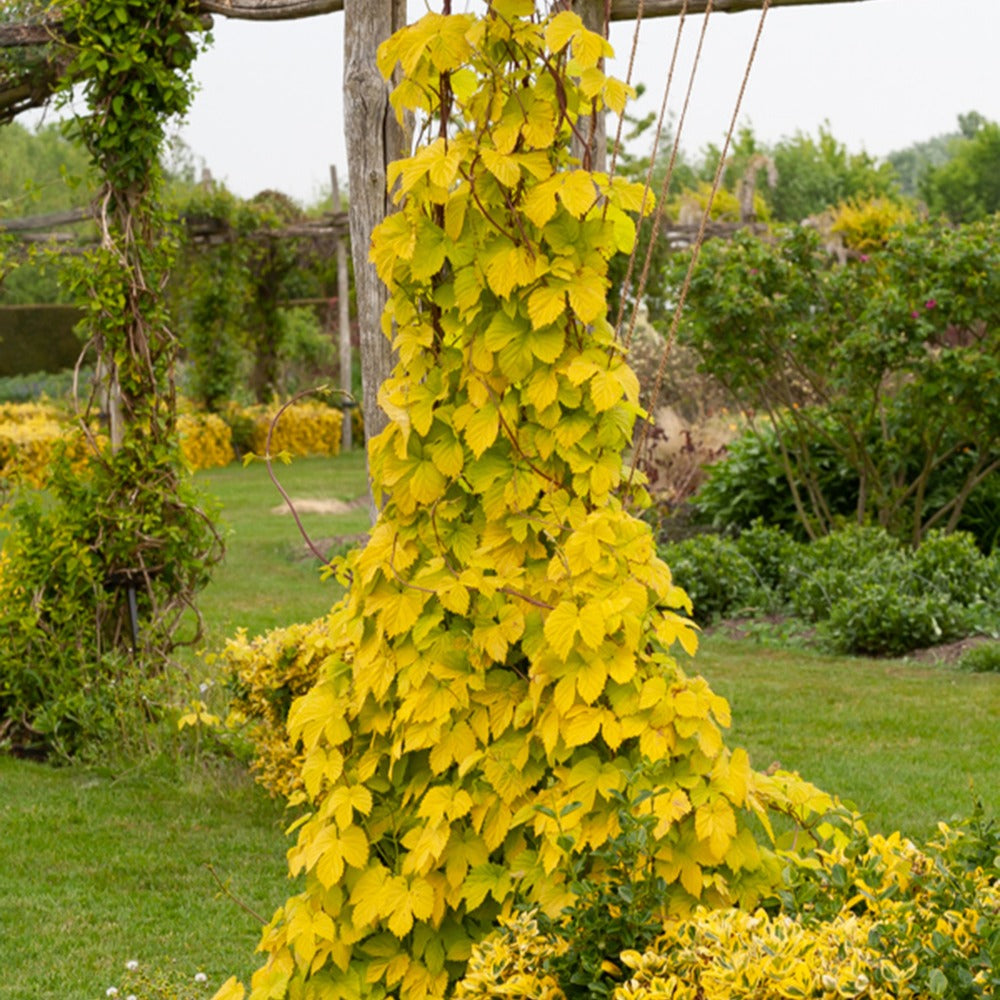 Bakker Houblon doré plante grimpante pot 1,5L feuillage jaune