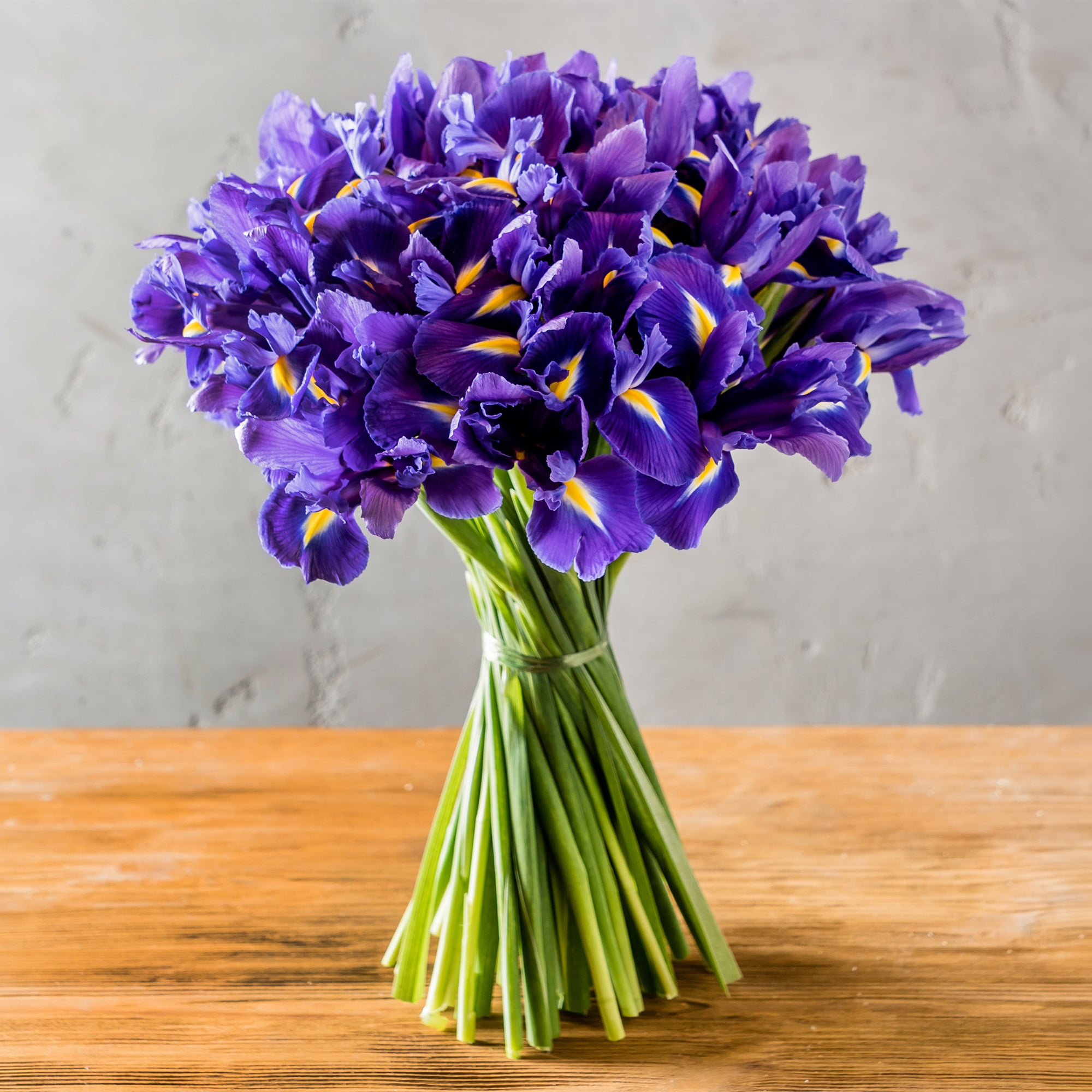Bakker Iris Hollande Purple Sensation bulbes sachet 15 violet