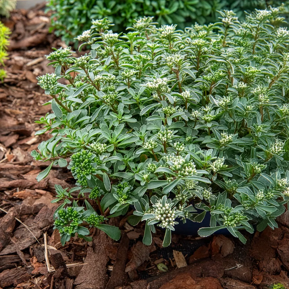 Bakker Sedum spurium panaché vivace pot 9cm couvre-sol