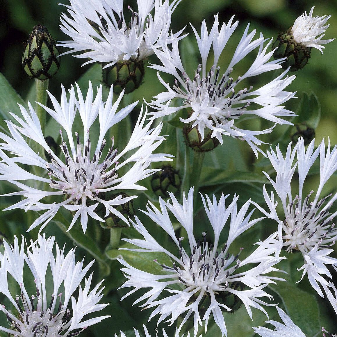 Bakker Centaurée Blanche vivace pot 8cm floraison mai
