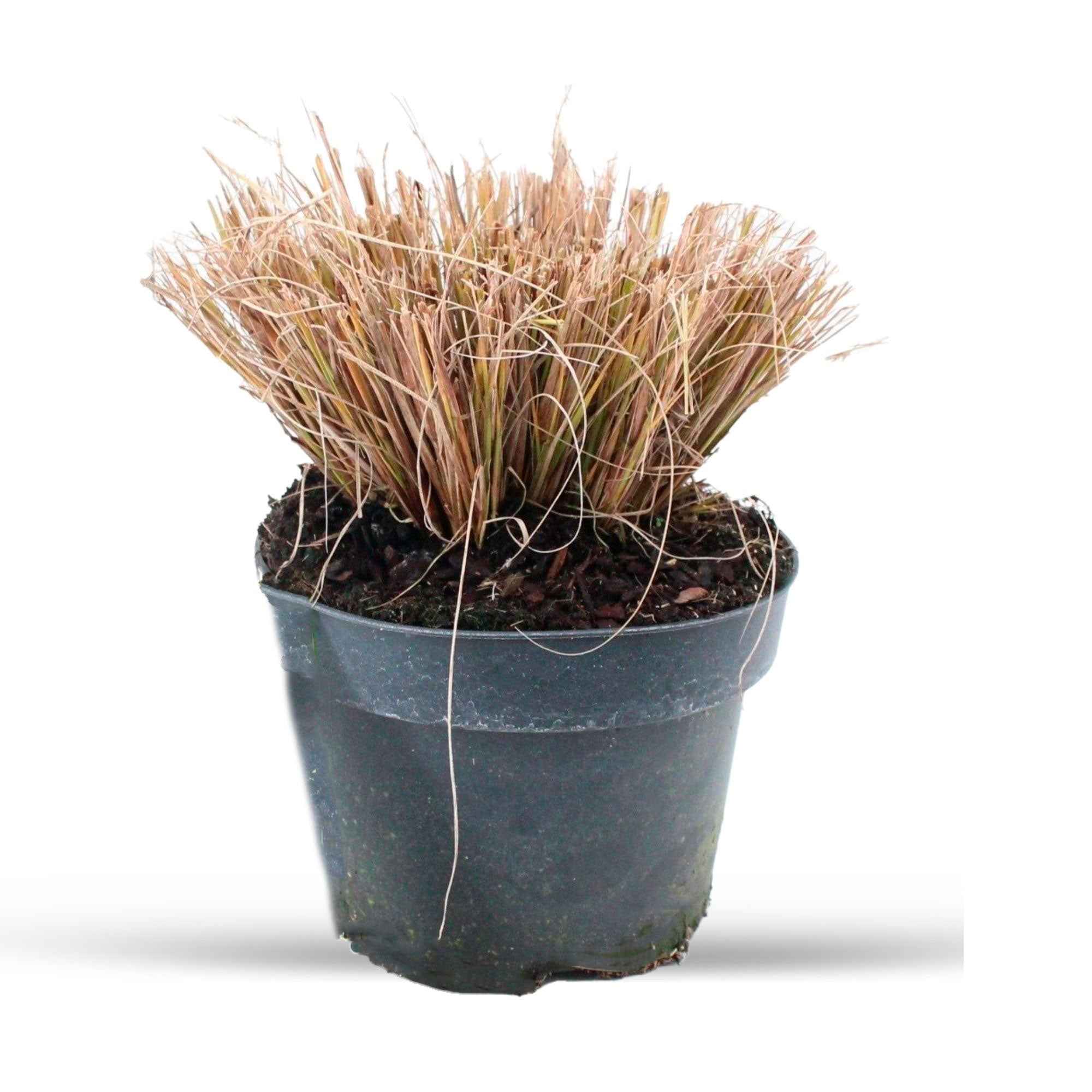 Bakker Plantes d'extérieur Herbe aux écouvillons Viridescens 9cm