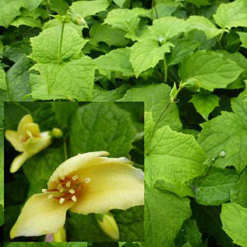Bakker Fleur de cire Kirengeshoma vivace jaune pot Ø 9 cm