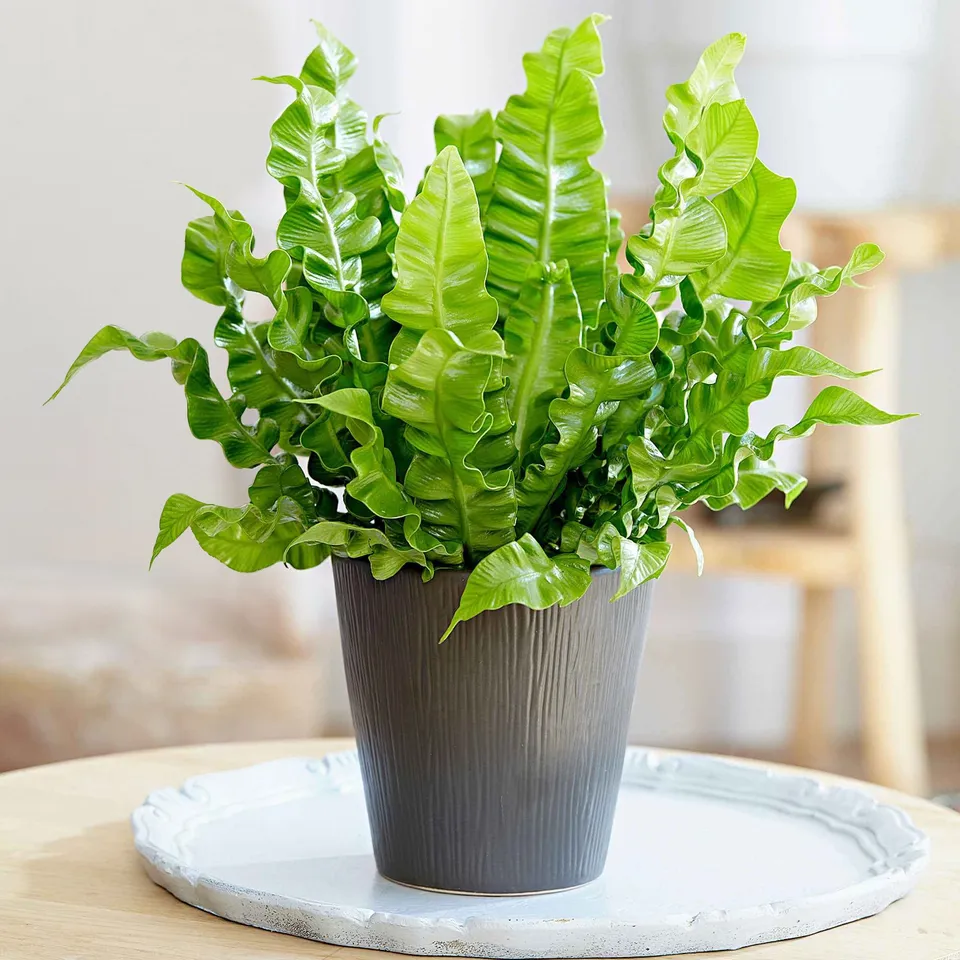 Bakker Asplenium Crispy Wave fougère intérieur pot Ø12cm