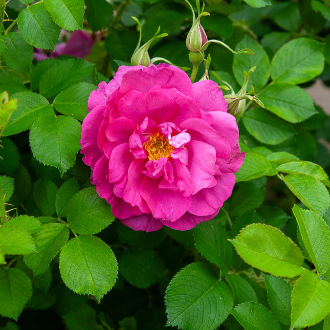 Bakker Rosiers Rosier rugueux Wild Eric rosier pot 4L rose