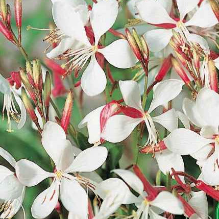Bakker Gaura The Bride graines sachet 25 graines