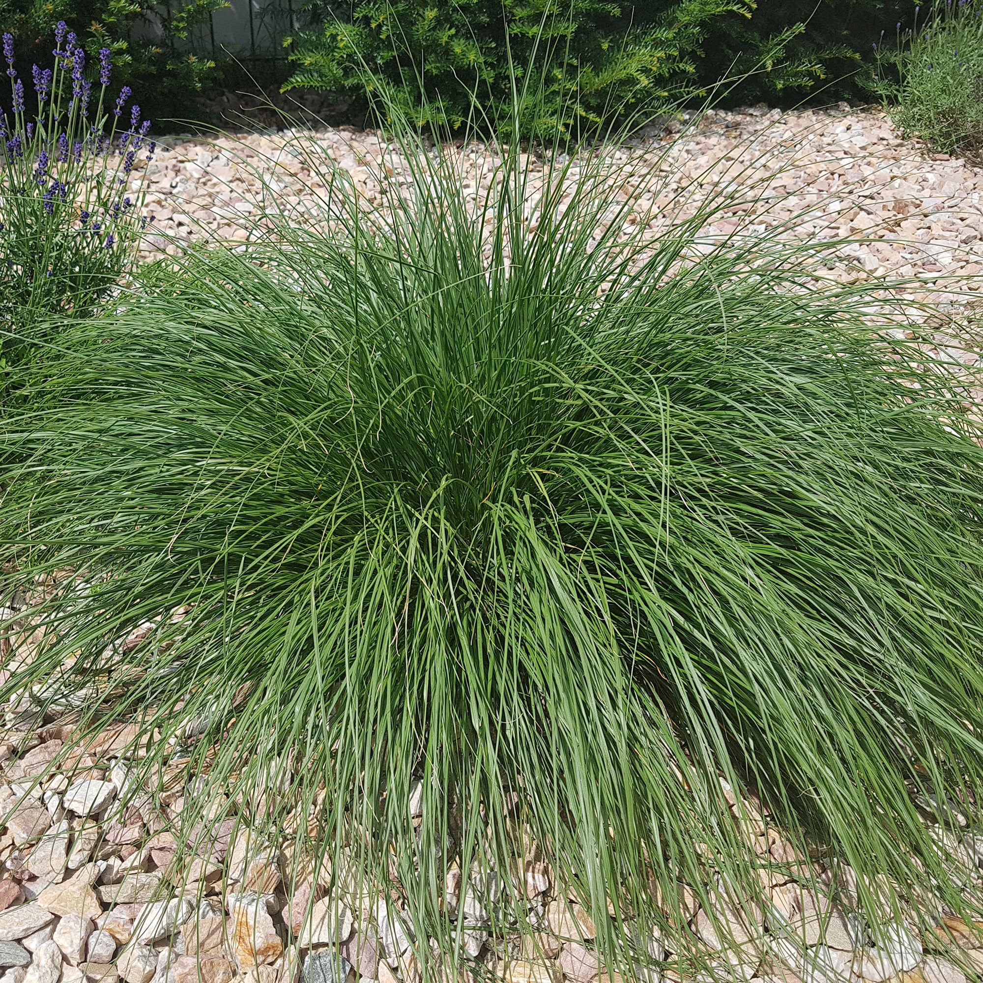 Bakker Pennisetum Herbe aux écouvillons graminée pot 9cm