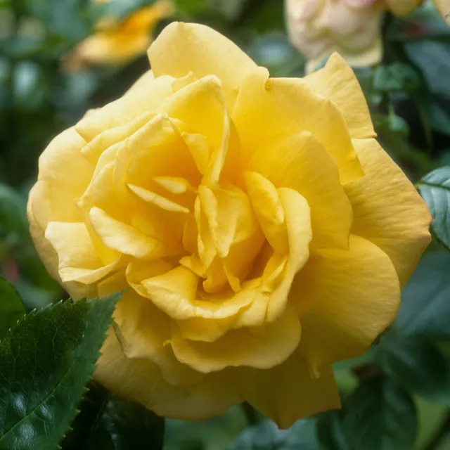 Bakker China Town rosier racine nue jaune remontant