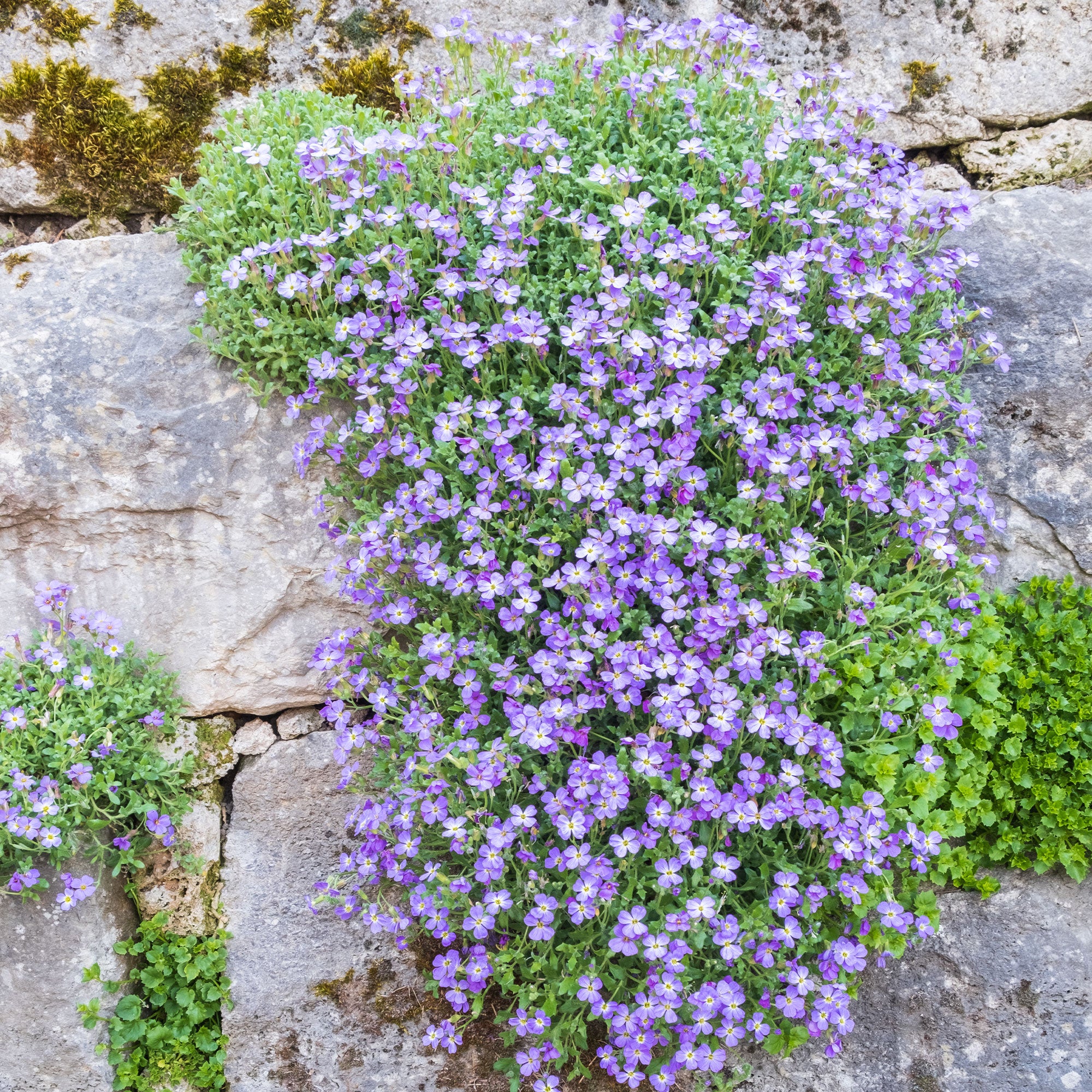 Bakker Aubriète Cascade Blue vivace pot 9cm fleurs violettes muret