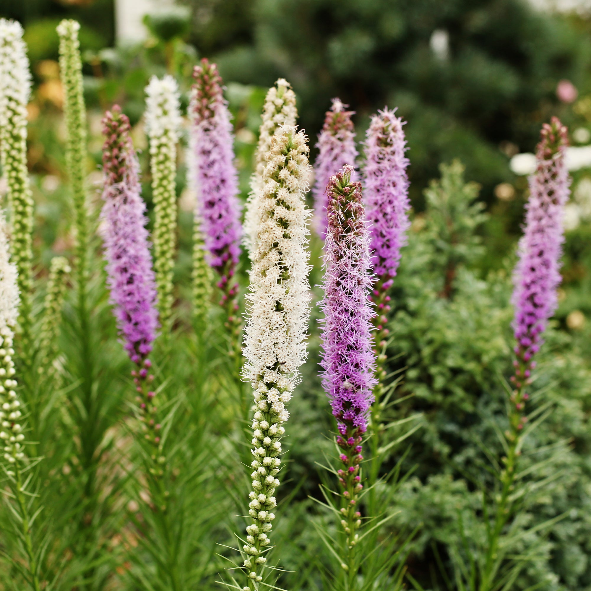 Bakker Plantes d'extérieur Massif 50 vivaces assorties 6m²