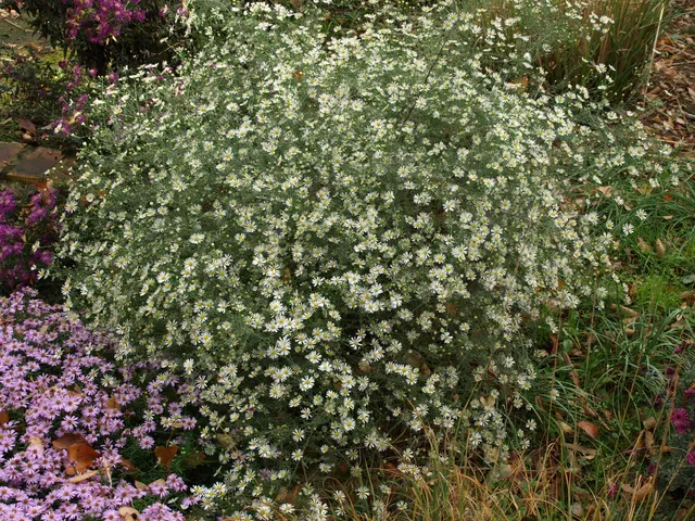 Passion Vivaces Aster pilosus demotus aster blanc godet tardif