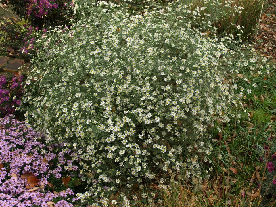 Passion Vivaces Aster pilosus demotus aster blanc godet tardif