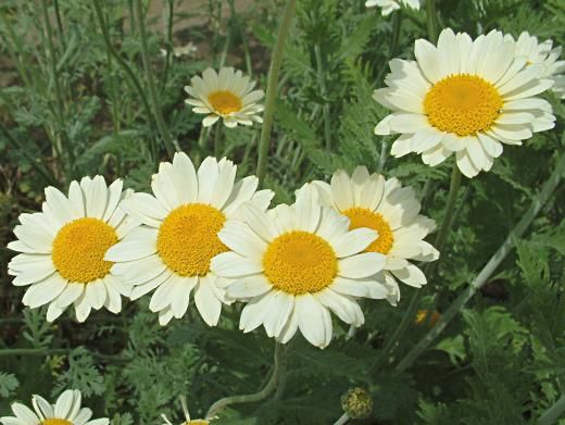Passion Vivaces Anthemis Susanna Mitchell plante vivace godet jaune