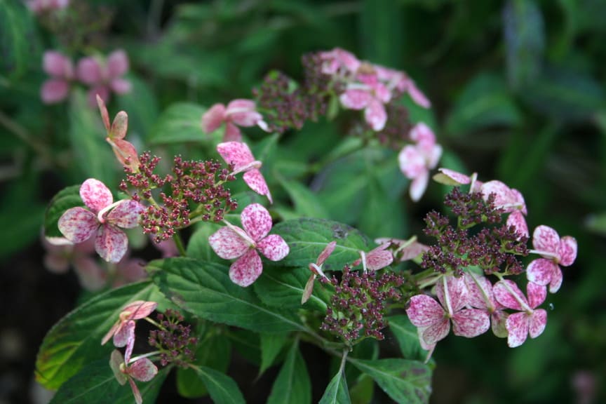 Les Hortensias du Haut Bois Pulchra hortensia serrata montagne