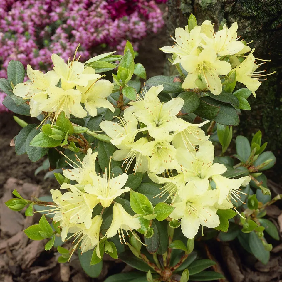 Bakker Rhododendron Princess Anne pot 3L jaune nain