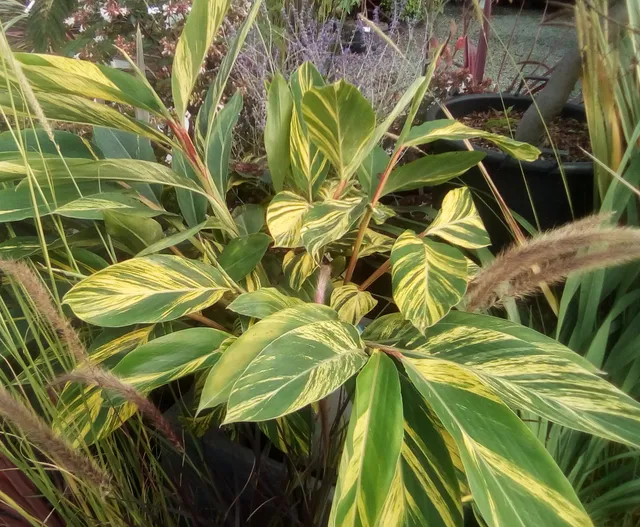 Pépinières Ripoche Alpina zerumbet Variegata plante exotique panachée
