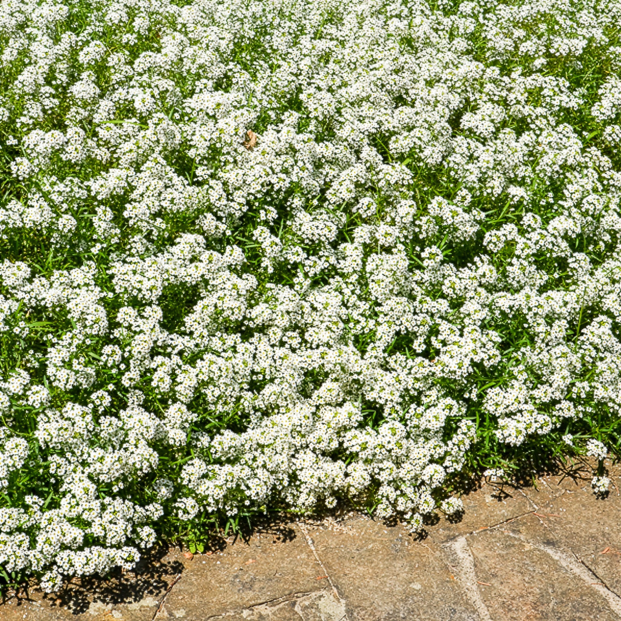 Bakker Alysse odorant plante terrasse pot Ø 10,5 cm fleur blanche