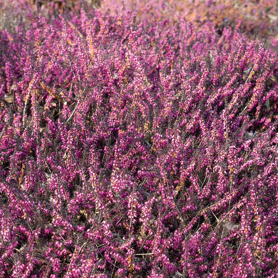 Bakker Bruyère Kramer's Rote pot 8cm rose magenta