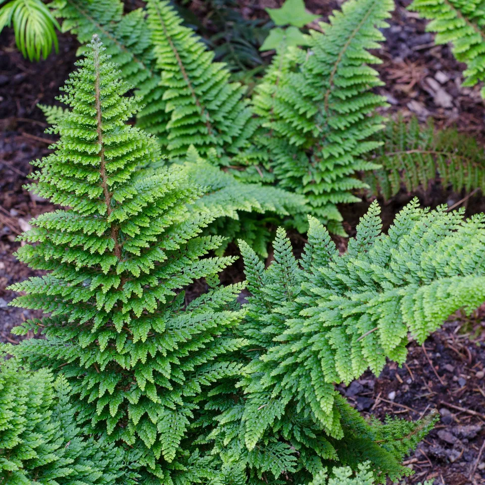 Bakker Fougère Plumosum Densum persistante pot 9 cm