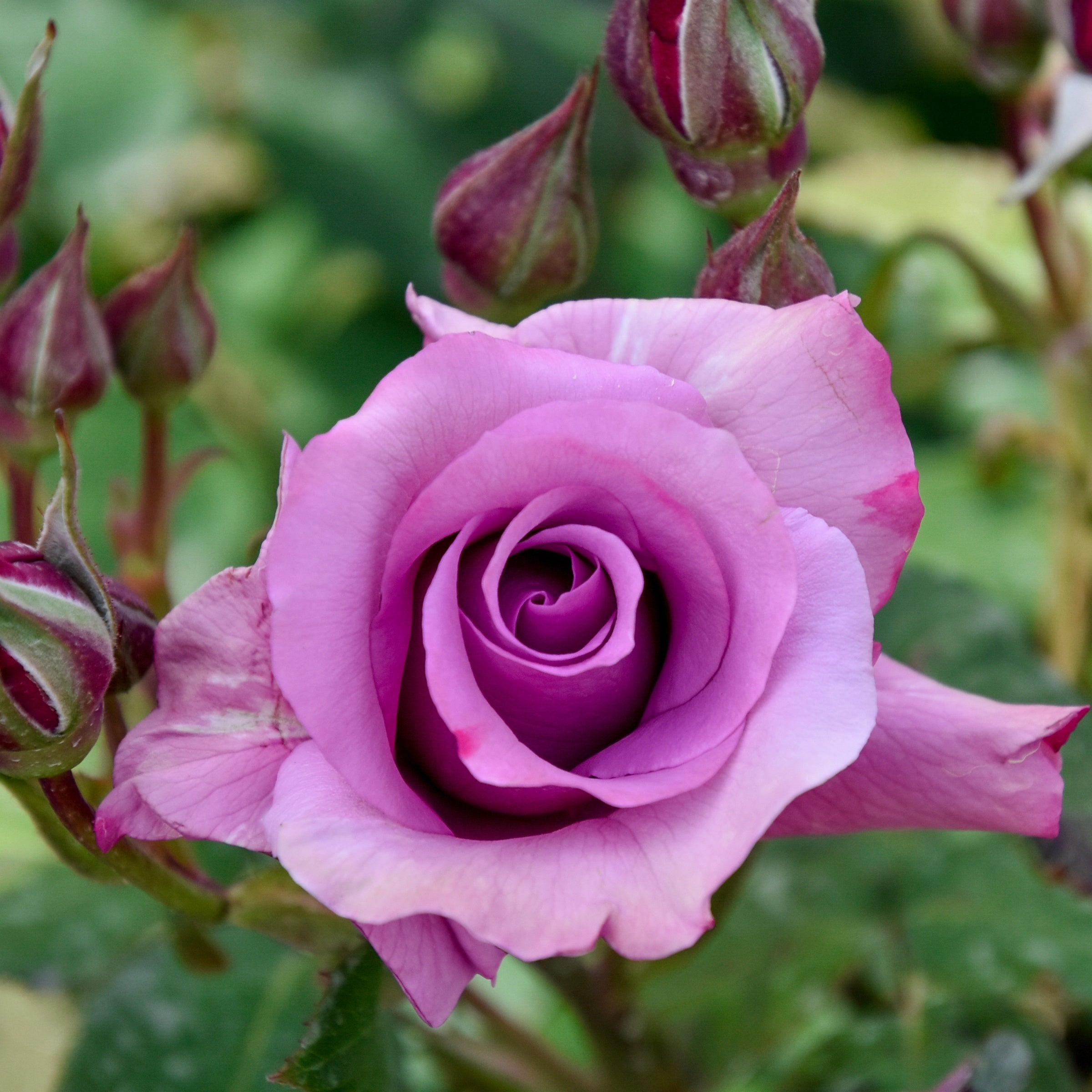 Bakker Rosiers Rosier à massif violet rosier buisson racine nue