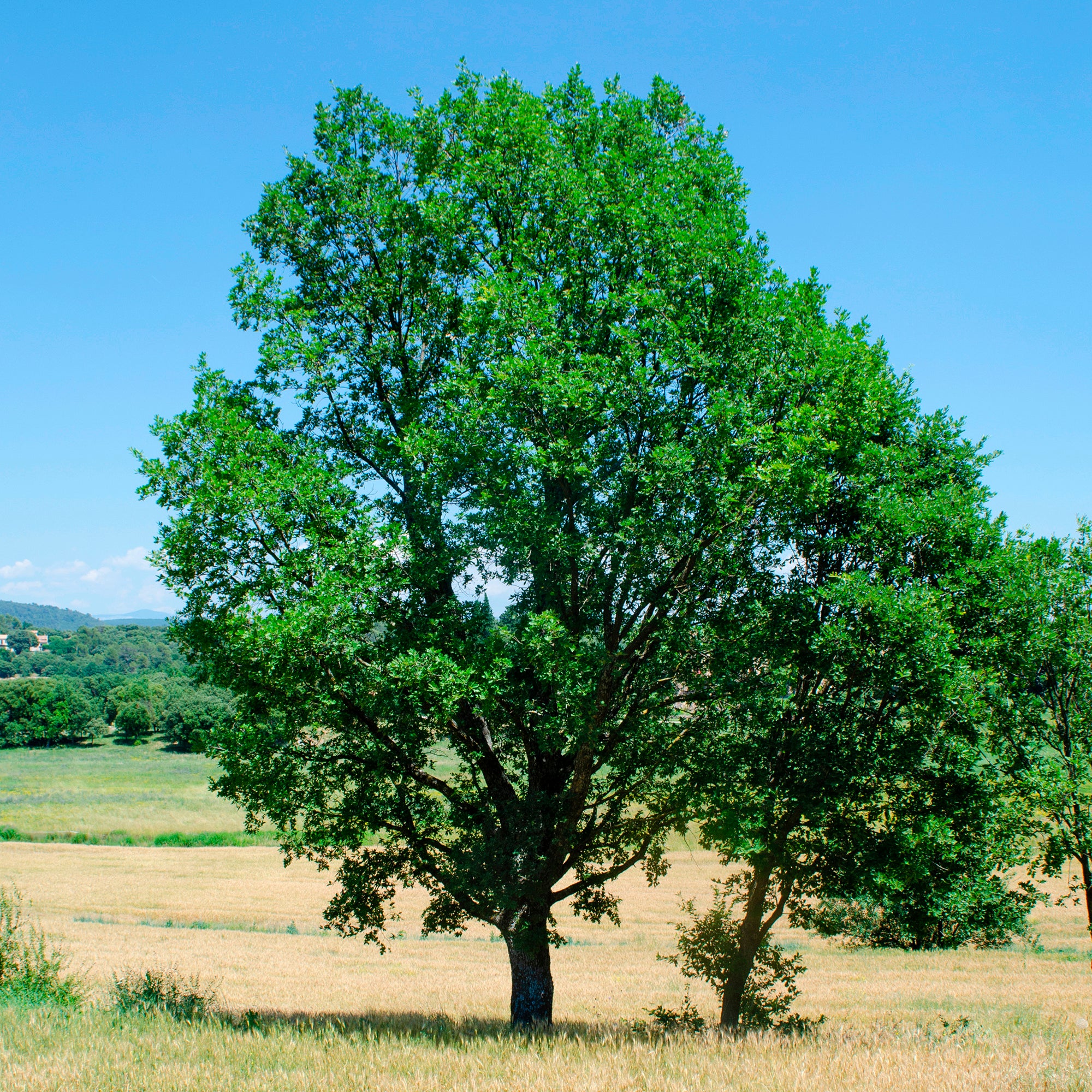Bakker Arbres Chêne pubescent Quercus pot 9cm soleil sec