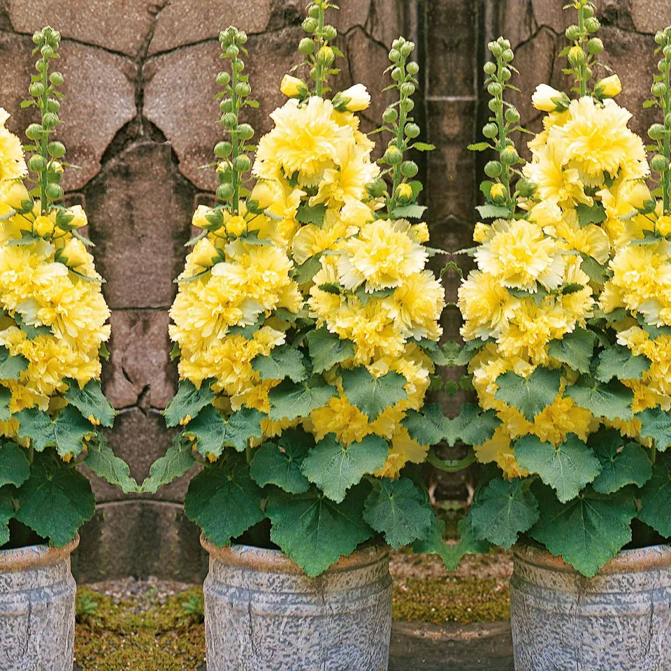 Bakker Rose trémière naine jaune pot 9cm floraison longue