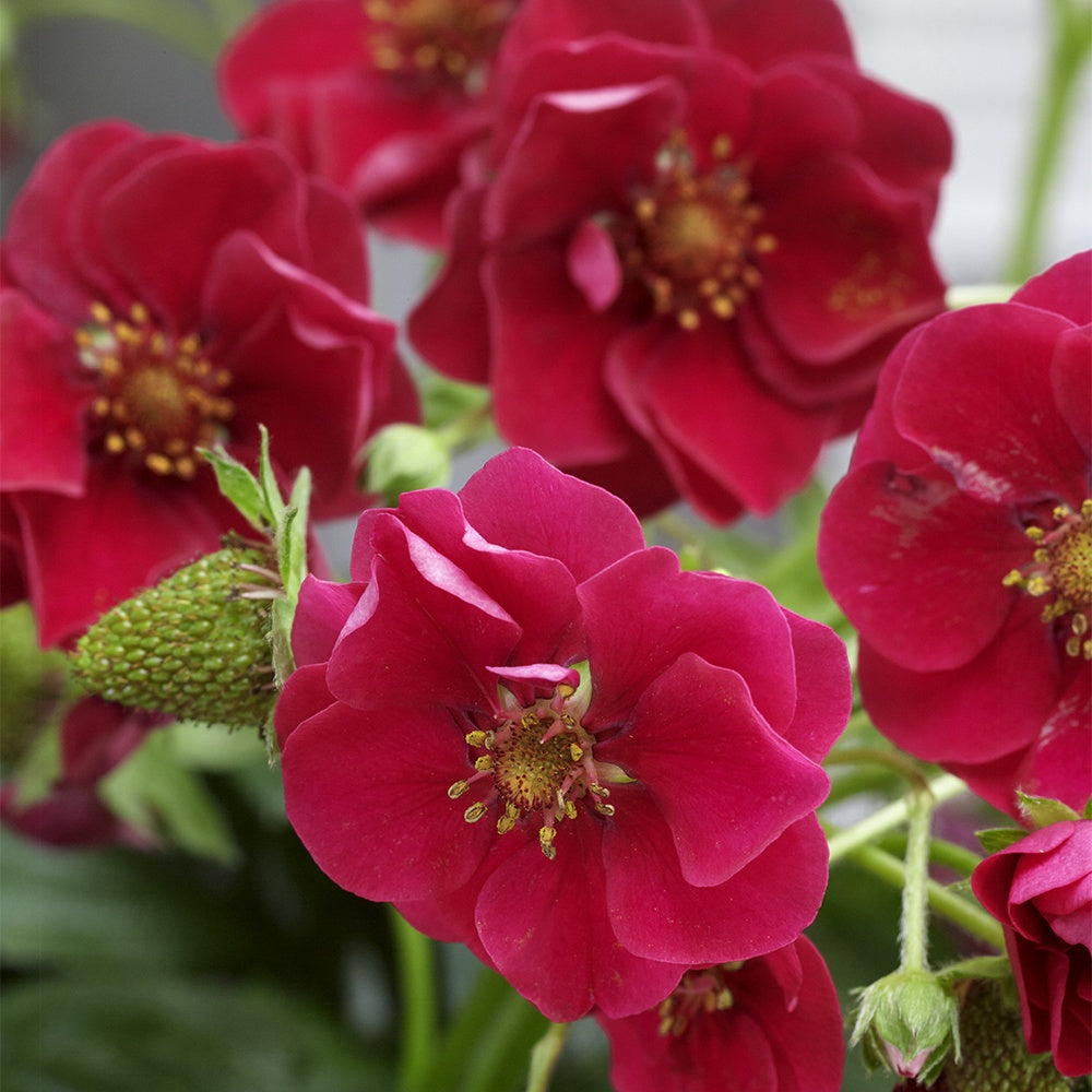 Bakker Fraisiers Summer Breeze remontant fleur rose 3 pots 10,5cm