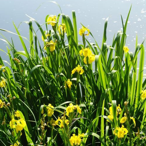 Bakker Iris des marais plante de bassin pot 9cm fleur jaune