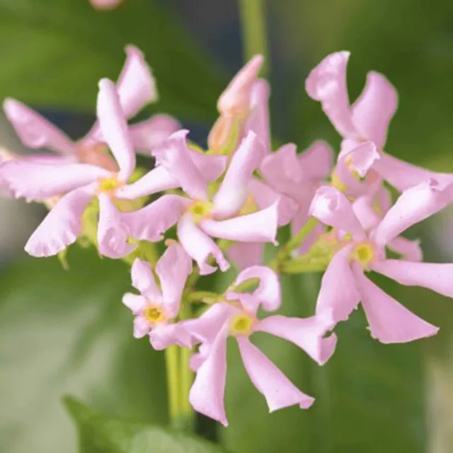 Bakker Jasmin étoilé Star of Ibiza pot 2L 40-50cm rose