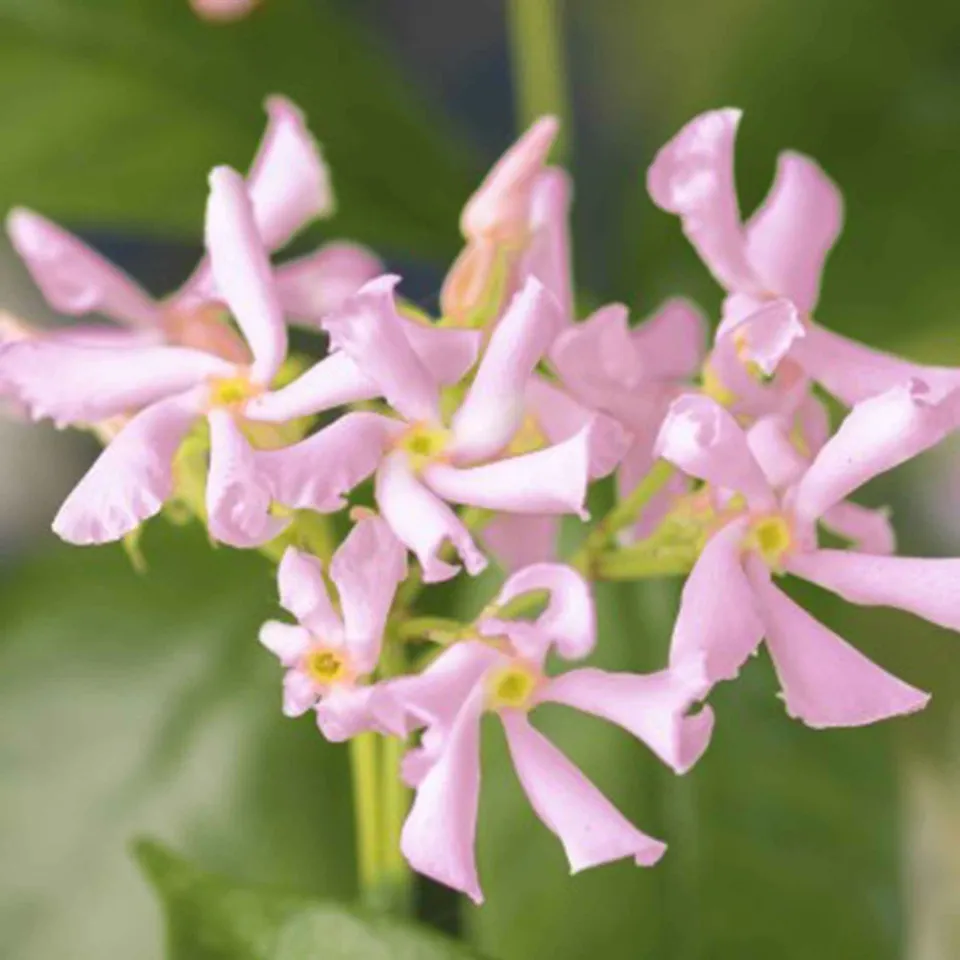 Bakker Jasmin étoilé Star of Ibiza pot 2L 40-50cm rose