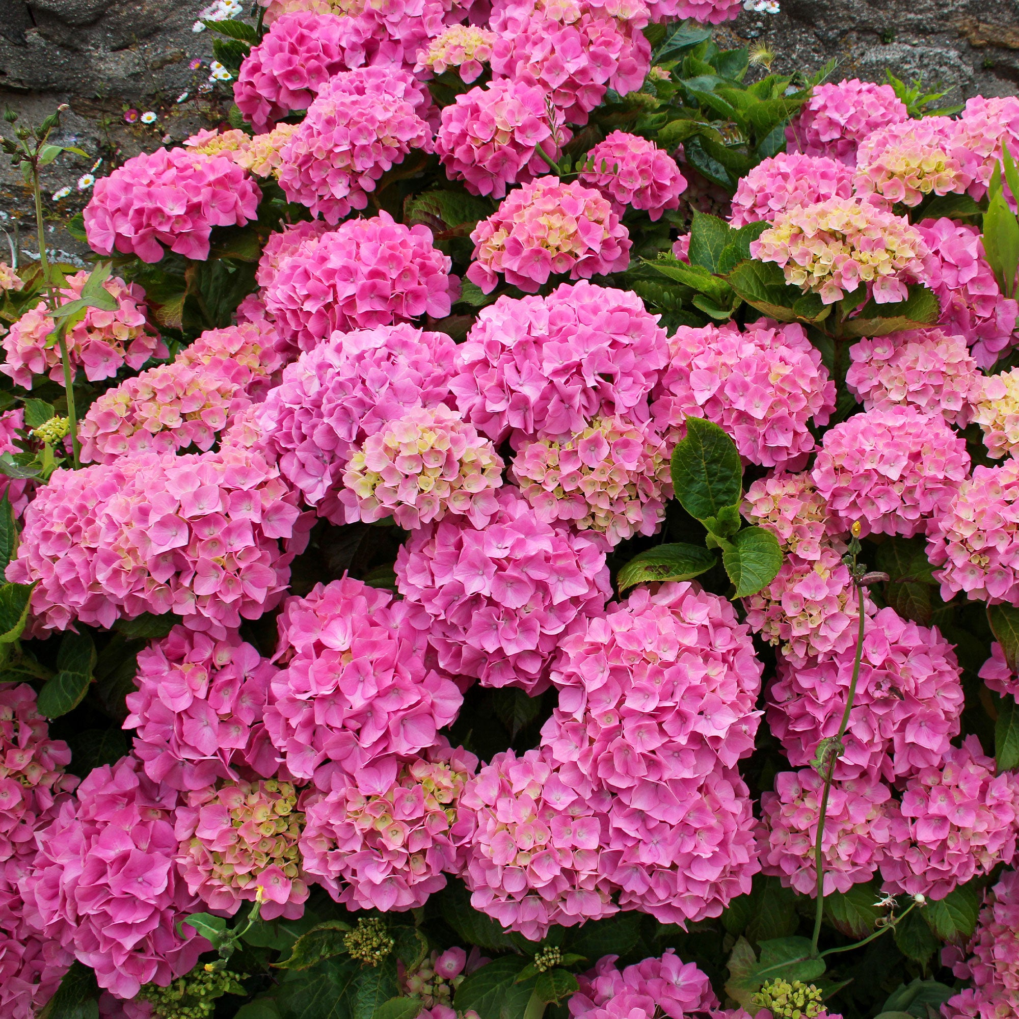 Bakker Hortensia rose arbuste pot 1,3L 15-20cm fleur rose