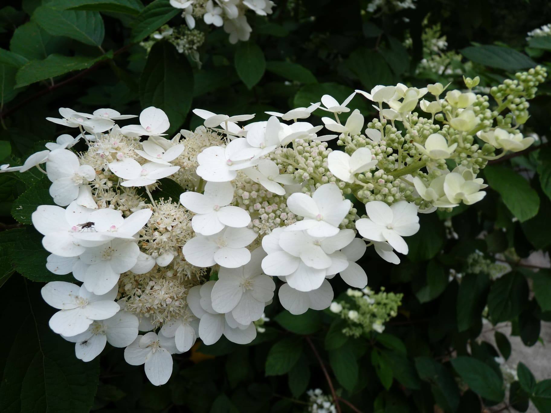 Les Hortensias du Haut Bois Tardiva hortensia panicule tardif