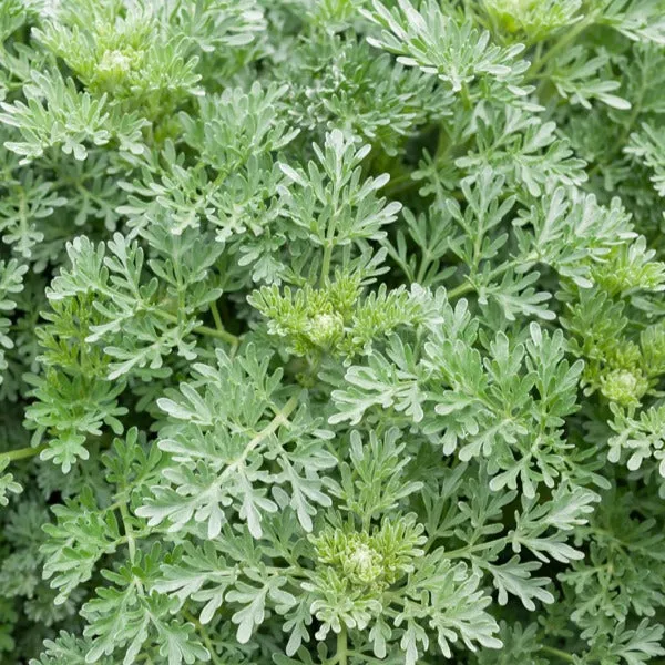 Bakker Absinthe Lambrook Silver Artemisia vivace pot 8cm soleil