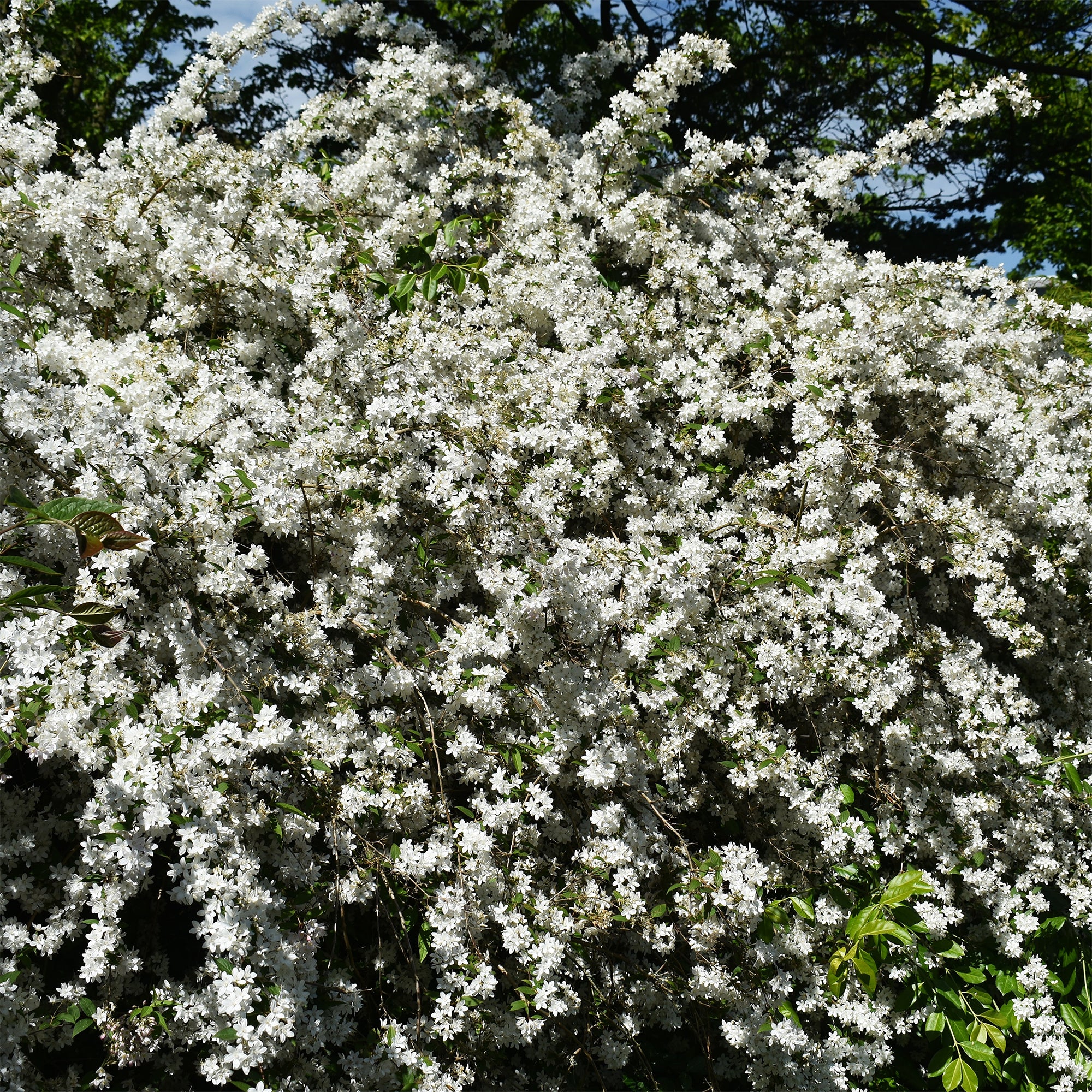 Bakker Nikko deutzia nain pot 3L fleurs blanches