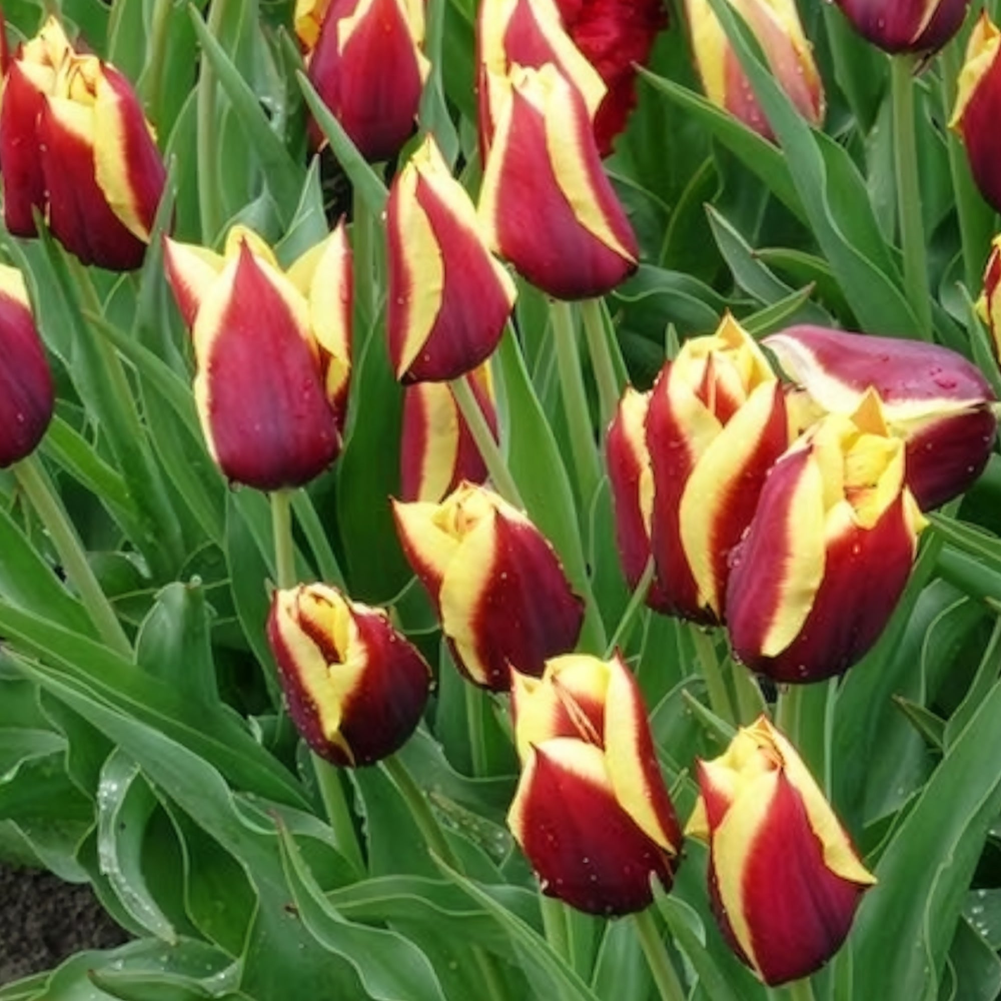 Bakker Tulipe Gavota bulbe fleur sachet 10 bordeaux jaune