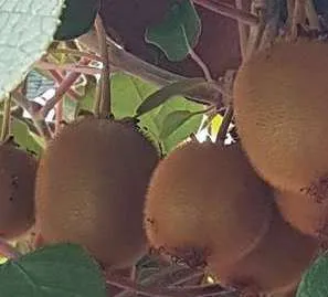 Pépinières Ripoche Actinidia Herma kiwi autofertile vert