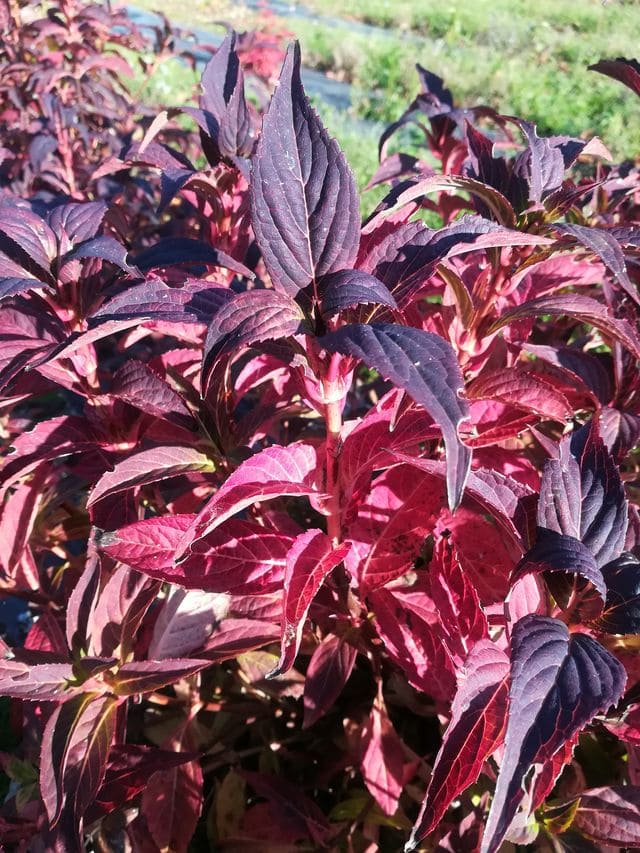 Les Hortensias du Haut Bois Tiara hortensia serrata compact