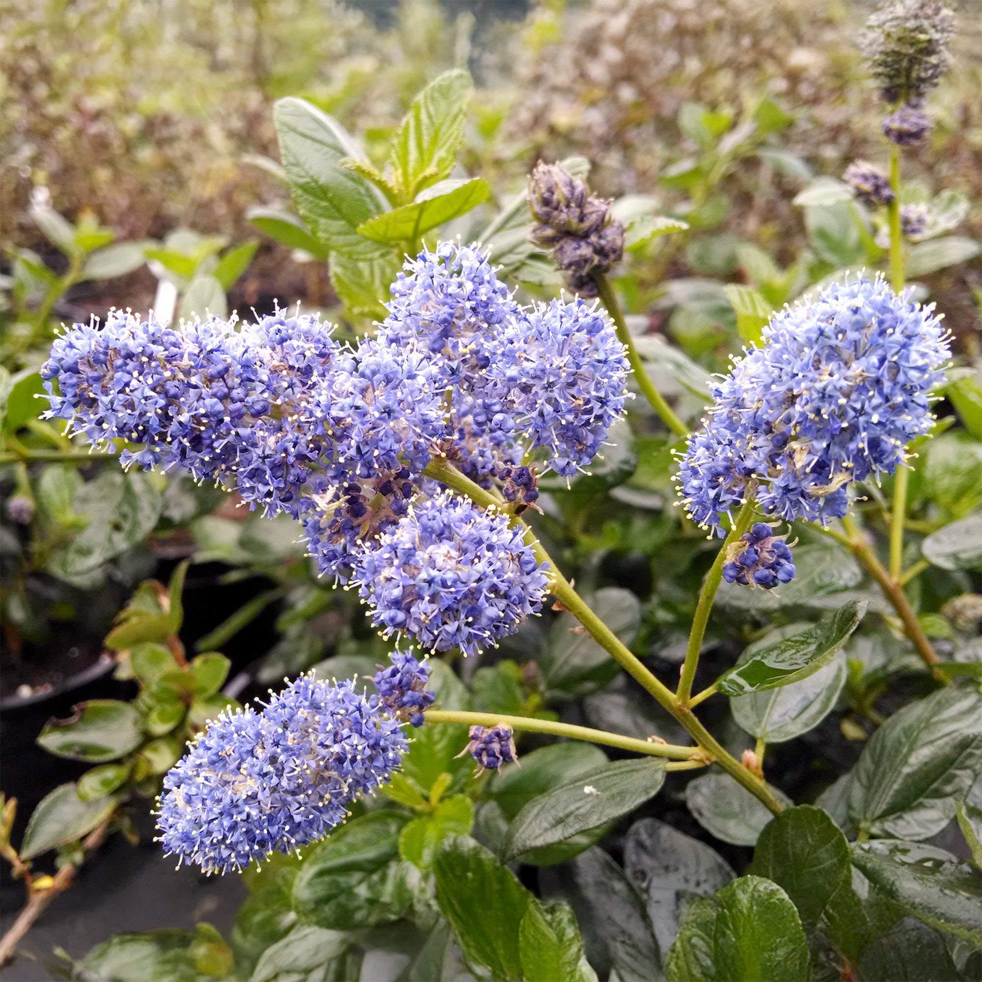 Bakker Yankee Point céanothe pot 2L bleu couvre-sol