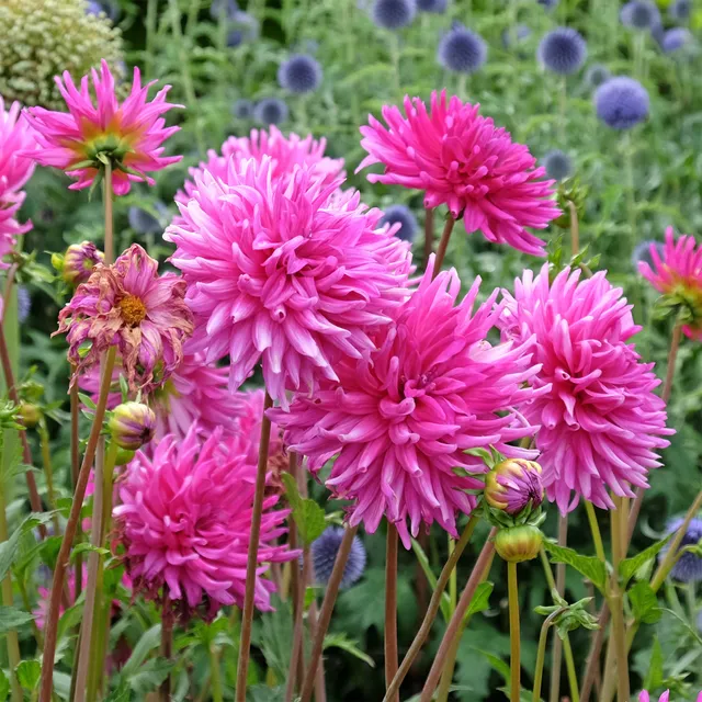 Bakker Dahlia Purple Gem cactus sachet 3 bulbes fuchsia