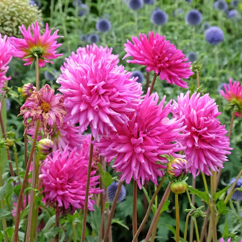 Bakker Dahlia Purple Gem cactus sachet 3 bulbes fuchsia