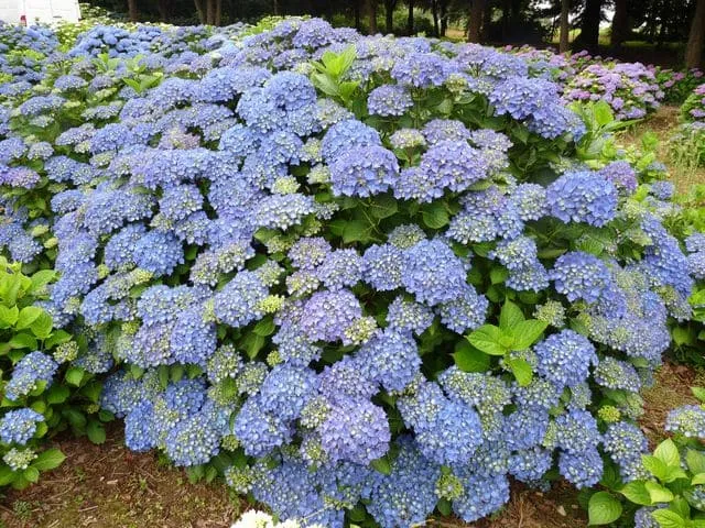 Les Hortensias du Haut Bois Mathilda Gütges hortensia boule pot