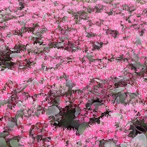 Bakker Sedum Bertram Anderson plante grasse pot 9cm rocaille