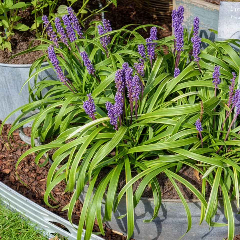 Bakker Liriope muscari Gold Banded vivace pot 9cm
