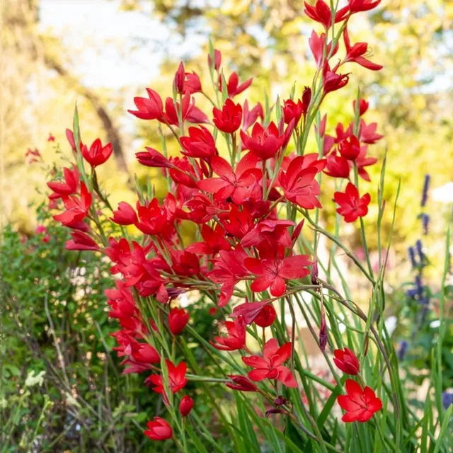 Bakker Lys des cafres Major plante de bassin pot Ø9cm fleur rouge